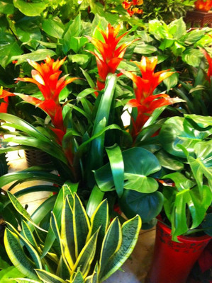 上海閔行禮品/鮮花公司與58網(wǎng)鄰?fù)堉破蜂N售分析